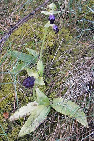 Ophrys fusca s.l. Mallorca \ Braune Ragwurz / Dull Ophrys, Mallorca/Majorca,  Port de Andratx 3.4.2012 