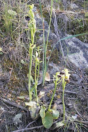 Ophrys fusca s.l. Mallorca \ Braune Ragwurz / Dull Ophrys, Mallorca/Majorca,  Port de Andratx 9.4.2012 