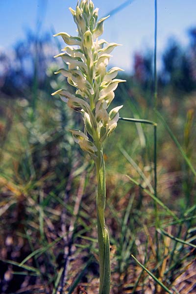 Anacamptis coriophora subsp. fragrans \ Wohlriechendes Knabenkraut / Fragrant Orchid (Farbvariante / Color-Variant), Mallorca/Majorca,  Ca'n Picafort 10.5.1996 (Photo: Christian Schlomann)