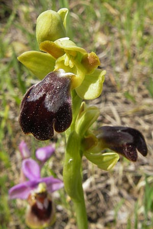 Ophrys fusca s.l. Mallorca \ Braune Ragwurz / Dull Ophrys, Mallorca/Majorca,  Andratx 3.4.2012 
