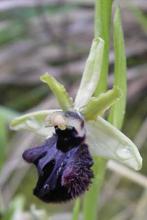 Ophrys incubacea \ Schwarze Ragwurz / Black Spider Orchid, Mallorca/Majorca,  Andratx 3.4.2012 