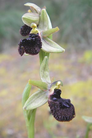 Ophrys incubacea \ Schwarze Ragwurz / Black Spider Orchid, Mallorca/Majorca,  Sa Raixa 6.4.2012 