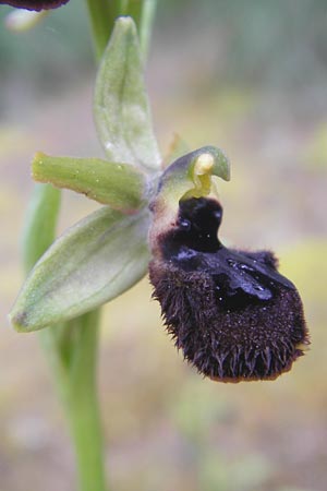 Ophrys incubacea \ Schwarze Ragwurz / Black Spider Orchid, Mallorca/Majorca,  Sa Raixa 6.4.2012 