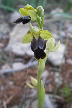 Ophrys fabrella \ Fabrella-Ragwurz / Fabrella Orchid, Mallorca/Majorca,  Tolleric 8.4.2012 
