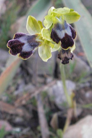 Ophrys fabrella \ Fabrella-Ragwurz, Mallorca,  Tolleric 8.4.2012 