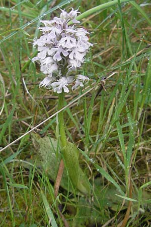 Neotinea conica \ Kegel-Knabenkraut / Conical Orchid, Mallorca/Majorca,  Port de Andratx 3.4.2012 