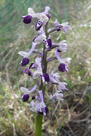 Anacamptis longicornu \ Langsporniges Knabenkraut / Long-spurred Orchid, Mallorca/Majorca,  Cala Mondrago 5.4.2012 