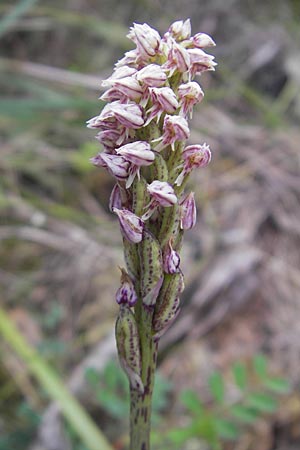 Neotinea maculata / Dense-flowered Orchid, Majorca,  Andratx 3.4.2012 
