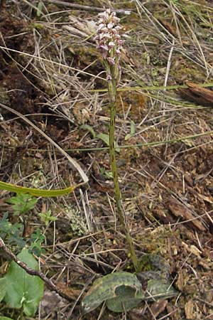 Neotinea maculata / Dense-flowered Orchid, Majorca,  Andratx 3.4.2012 