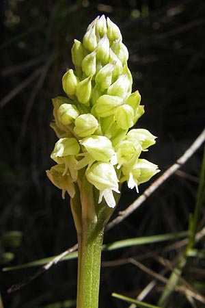 Neotinea maculata / Dense-flowered Orchid, Majorca,  Port de Andratx 9.4.2012 