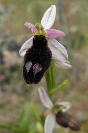 Ophrys balearica \ Balearen-Ragwurz / Balearic Orchid, Mallorca/Majorca,  S'Arenal 25.4.2011 