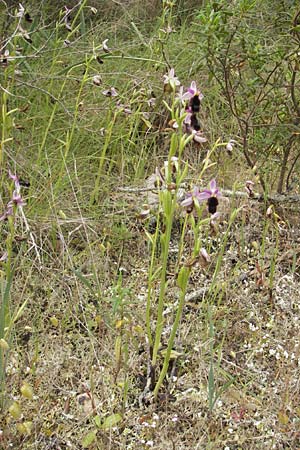 Ophrys balearica \ Balearen-Ragwurz / Balearic Orchid, Mallorca/Majorca,  S'Arenal 25.4.2011 