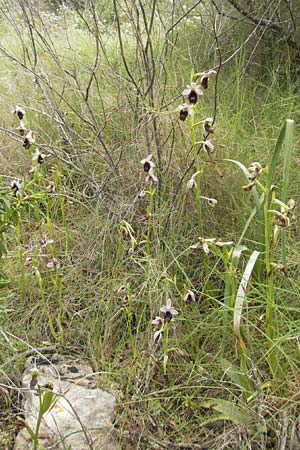 Ophrys balearica \ Balearen-Ragwurz / Balearic Orchid, Mallorca/Majorca,  S'Arenal 25.4.2011 