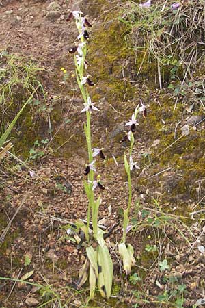 Ophrys balearica \ Balearen-Ragwurz / Balearic Orchid, Mallorca/Majorca,  Andratx 26.4.2011 