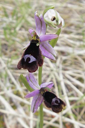 Ophrys balearica \ Balearen-Ragwurz / Balearic Orchid, Mallorca/Majorca,  Andratx 26.4.2011 