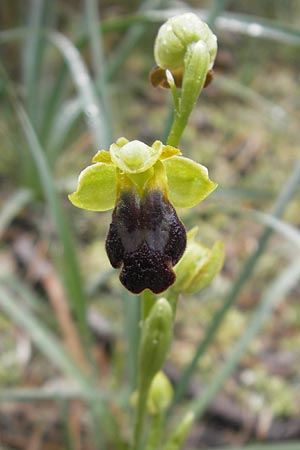 Ophrys fusca s.l. Mallorca \ Braune Ragwurz / Dull Ophrys, Mallorca/Majorca,  S'Arenal 5.4.2012 