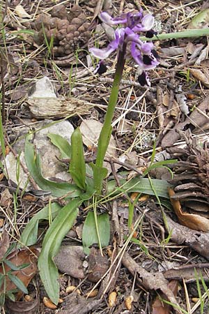 Anacamptis longicornu \ Langsporniges Knabenkraut / Long-spurred Orchid, Mallorca/Majorca,  Esporles 12.4.2012 