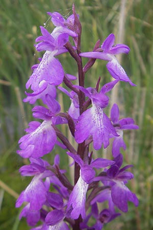 Anacamptis palustris subsp. robusta \ Robustes Sumpf-Knabenkraut / Robust Marsh Orchid, Mallorca/Majorca,  S'Albufera 30.4.2011 