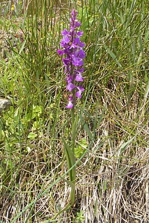 Anacamptis palustris subsp. robusta \ Robustes Sumpf-Knabenkraut / Robust Marsh Orchid, Mallorca/Majorca,  S'Albufera 30.4.2011 