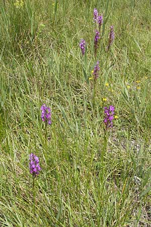 Anacamptis palustris subsp. robusta \ Robustes Sumpf-Knabenkraut / Robust Marsh Orchid, Mallorca/Majorca,  S'Albufera 30.4.2011 