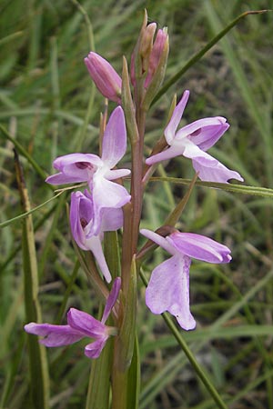 Anacamptis palustris subsp. robusta \ Robustes Sumpf-Knabenkraut / Robust Marsh Orchid, Mallorca/Majorca,  S'Albufera 30.4.2011 