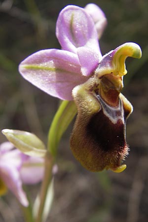 Ophrys spectabilis \ Spektakuläre Wespen-Ragwurz, Mallorca,  Punta de n'Amer 25.4.2011 