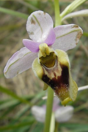 Ophrys spectabilis \ Spektakuläre Wespen-Ragwurz / Spectacular Sawfly Orchid, Mallorca/Majorca,  Andratx 26.4.2011 