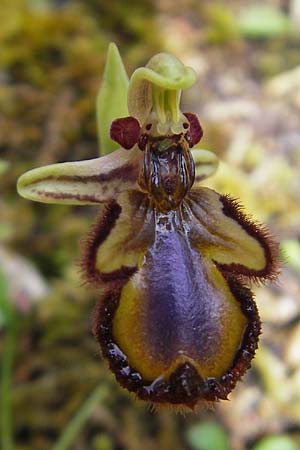 Ophrys speculum \ Spiegel-Ragwurz / Mirror Orchid, Mallorca/Majorca,  Soller 23.4.2011 