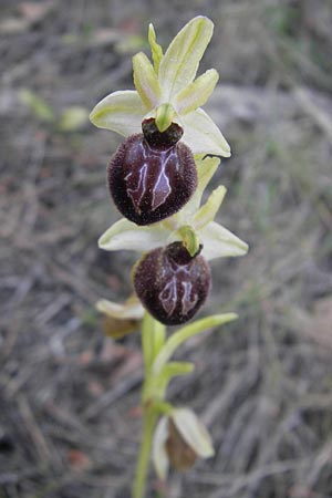 Ophrys incubacea \ Schwarze Ragwurz / Black Spider Orchid, Mallorca/Majorca,  Port de Andratx 9.4.2012 