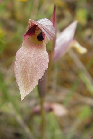 Serapias lingua \ Einschwieliger Zungenständel / Tongue Orchid, Mallorca/Majorca,  Ca'n Picafort 30.4.2011 