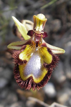 Ophrys speculum \ Spiegel-Ragwurz / Mirror Orchid, Mallorca/Majorca,  Betlem 28.4.2011 