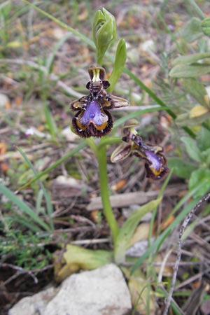Ophrys speculum \ Spiegel-Ragwurz / Mirror Orchid, Mallorca/Majorca,  Sa Raixa 6.4.2012 
