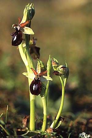 Ophrys melitensis \ Maltesische Ragwurz / Maltesian Ophrys, Malta,   5.3.2003 (Photo: Helmut Presser)