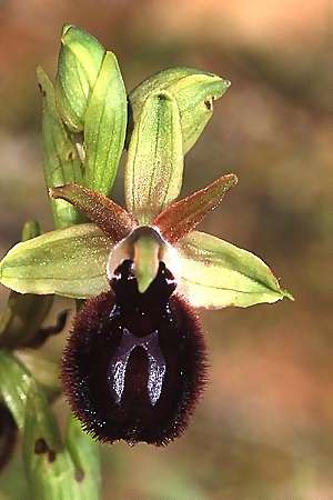 Ophrys melitensis, Malta   5.3.2003 (Photo: Helmut Presser)
