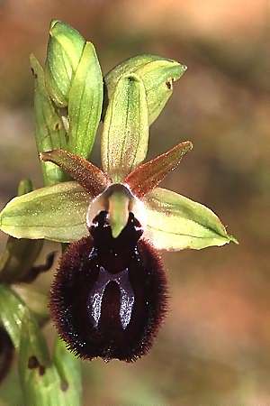 Ophrys melitensis \ Maltesische Ragwurz / Maltesian Ophrys, Malta,   5.3.2003 (Photo: Helmut Presser)