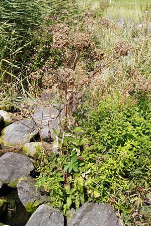 Angelica archangelica \ Arznei-Engelwurz, Echte Engelwurz / Garden Angelica, Holy Ghost, NL Reimerswaal 8.8.2015