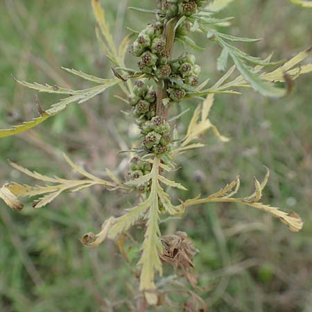 Artemisia biennis \ Zweijhriger Beifu / Biennial Wormwood, NL Zuid-Limburg, Meers 28.9.2017