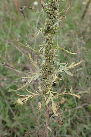 Artemisia biennis \ Zweijhriger Beifu / Biennial Wormwood, NL Zuid-Limburg, Meers 28.9.2017