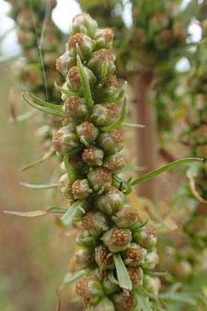 Artemisia biennis \ Zweijhriger Beifu / Biennial Wormwood, NL Zuid-Limburg, Meers 28.9.2017