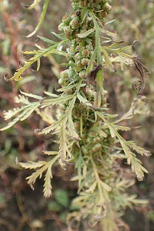 Artemisia biennis \ Zweijhriger Beifu / Biennial Wormwood, NL Zuid-Limburg, Meers 28.9.2017