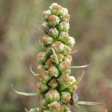 Artemisia biennis \ Zweijhriger Beifu / Biennial Wormwood, NL Zuid-Limburg, Meers 28.9.2017