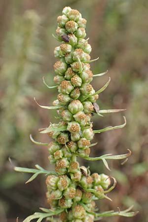 Artemisia biennis \ Zweijhriger Beifu / Biennial Wormwood, NL Zuid-Limburg, Meers 28.9.2017