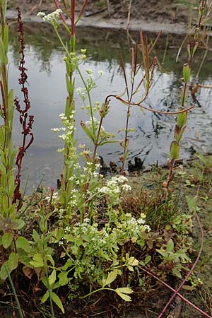 Apium graveolens \ Sellerie / Celery, NL St. Philipsland 14.8.2015