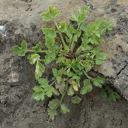 Apium graveolens \ Sellerie / Celery, NL St. Philipsland 14.8.2015