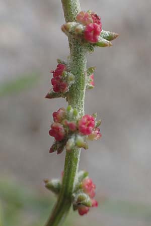 Atriplex glabriuscula \ Kahle Melde, NL Grevelingendam 10.8.2015