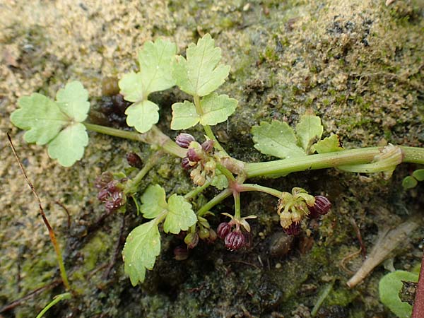 Apium nodiflorum \ Knotenbltige Sellerie, NL St. Philipsland 14.8.2015