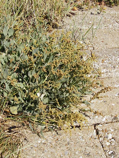 Halimione portulacoides \ Portulak-Keilmelde, Strand-Salzmelde, NL Reimerswaal 8.8.2015