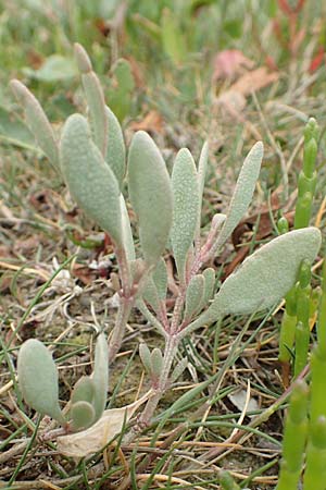 Halimione portulacoides / Sea Purslane, NL Cadzand-Bad 11.8.2015