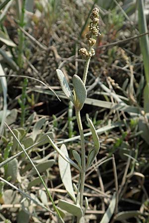 Halimione portulacoides \ Portulak-Keilmelde, Strand-Salzmelde, NL Colijnsplaat 13.8.2015