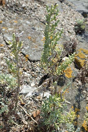 Artemisia maritima \ Strand-Beifuß / Sea Wormwood, Maritime Wormseed, NL Colijnsplaat 13.8.2015